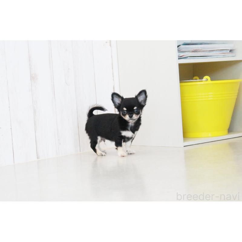 成約済の京都府のチワワ(ロングコート)-402496の5枚目