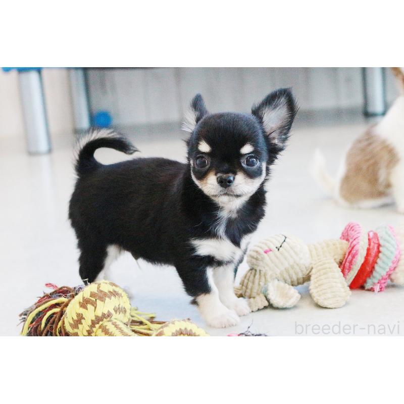 成約済の京都府のチワワ(ロングコート)-402496の4枚目