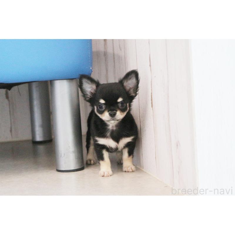 成約済の京都府のチワワ(ロングコート)-402496の3枚目