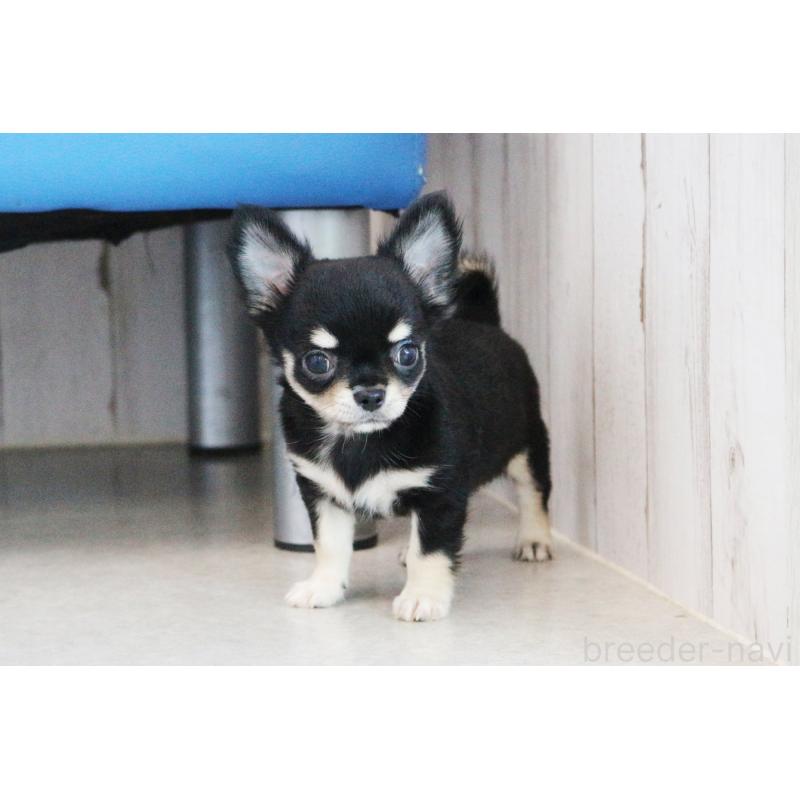 成約済の京都府のチワワ(ロングコート)-402496の2枚目