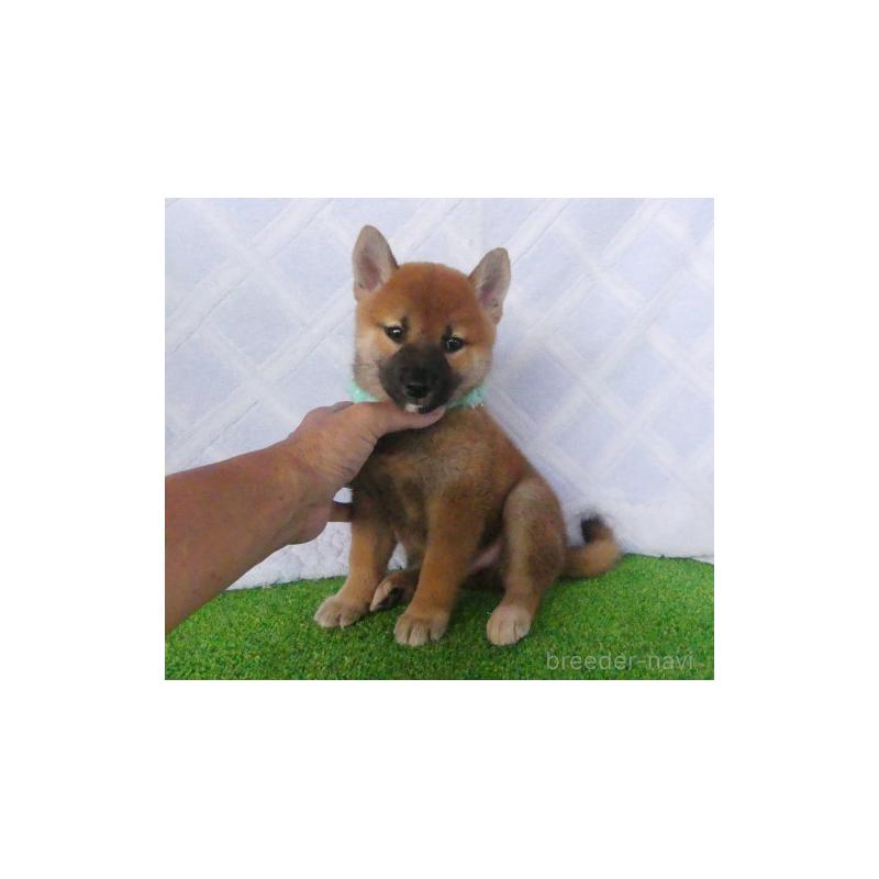 販売中の静岡県の柴犬-411693の3枚目