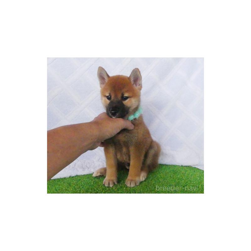販売中の静岡県の柴犬-411693の4枚目