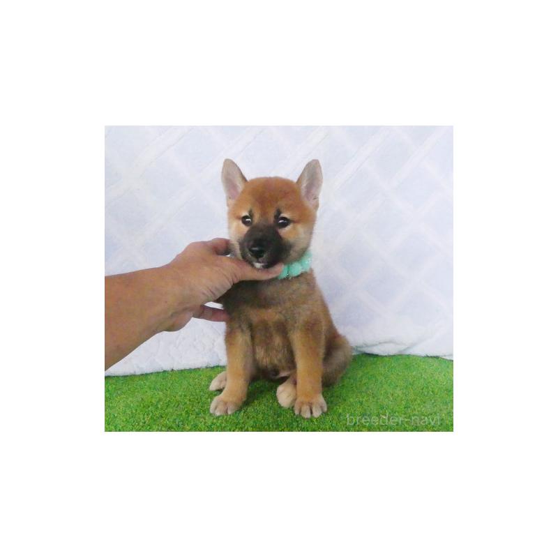 販売中の静岡県の柴犬-411693の2枚目