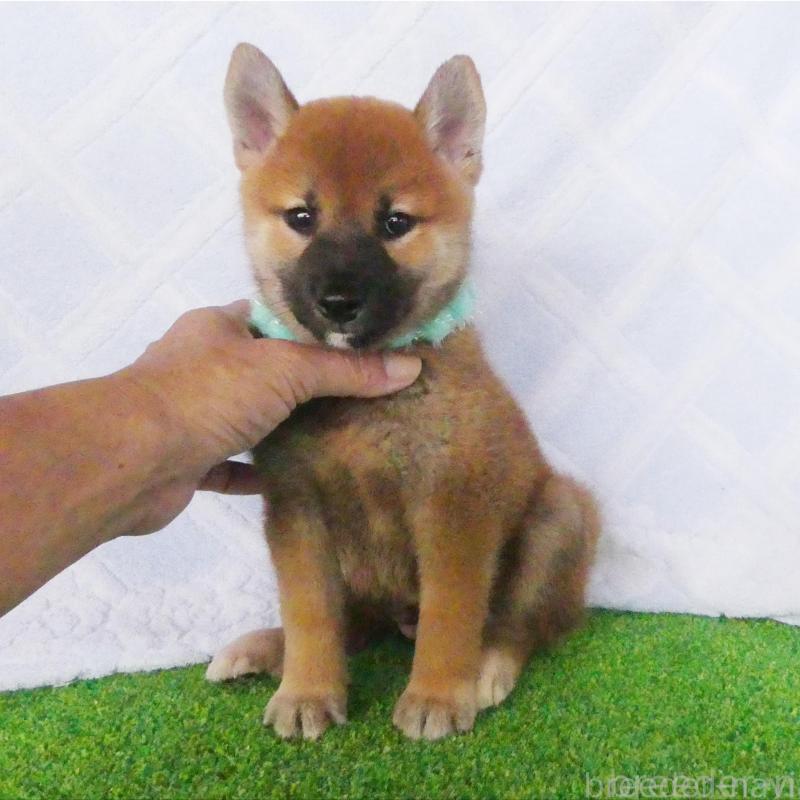 販売中の静岡県の柴犬-411693の1枚目