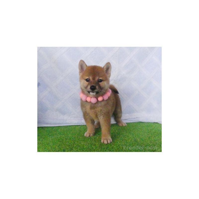 販売中の静岡県の柴犬-411694の5枚目