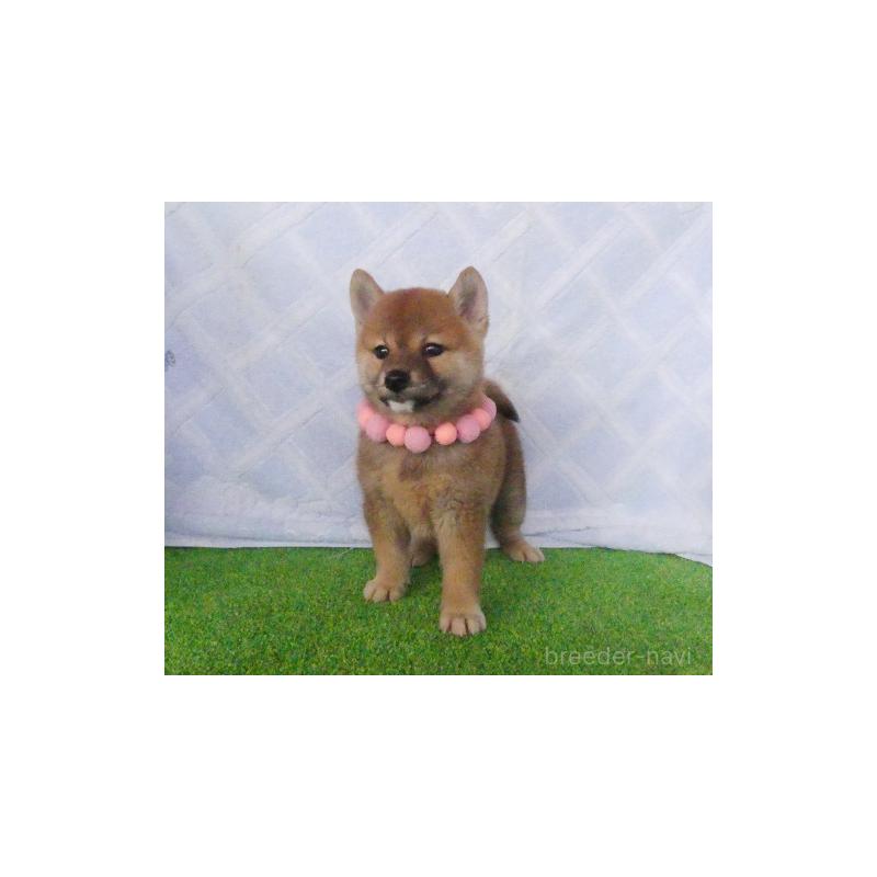 販売中の静岡県の柴犬-411694の4枚目