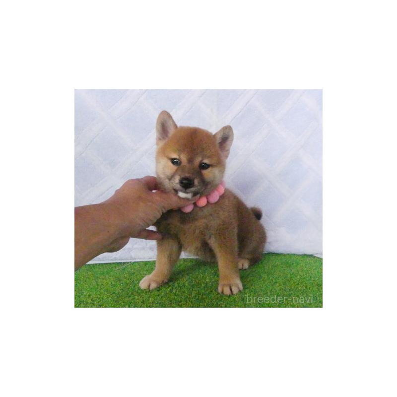 販売中の静岡県の柴犬-411694の2枚目