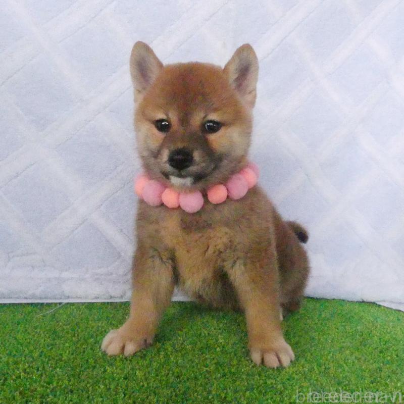 販売中の静岡県の柴犬-411694の1枚目