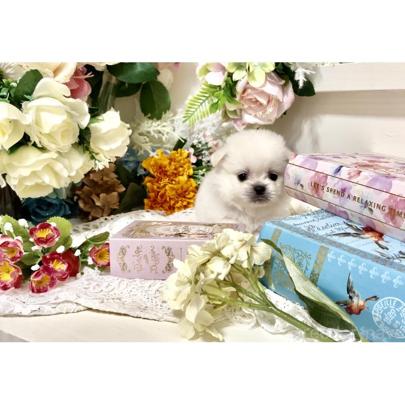 販売中の北海道のミックス犬-408388の3枚目