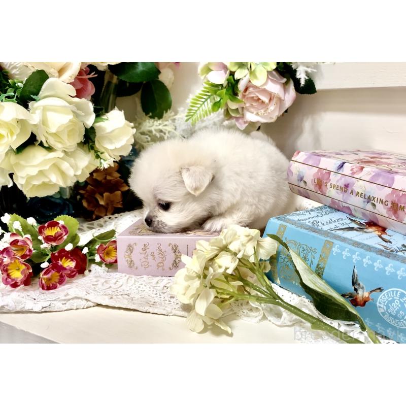 販売中の北海道のミックス犬-408388の2枚目