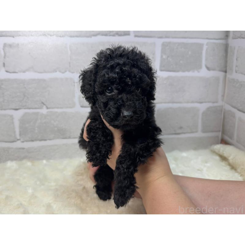 成約済の熊本県のトイプードル-407277の1枚目