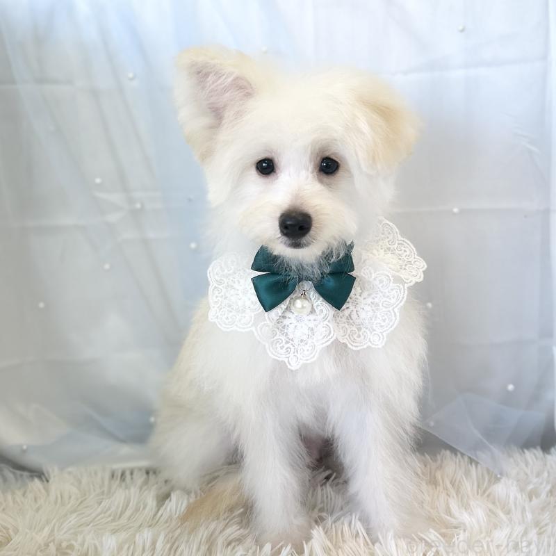 成約済の愛知県のポメプー:ポメラニアン×トイプードル-398192の4枚目