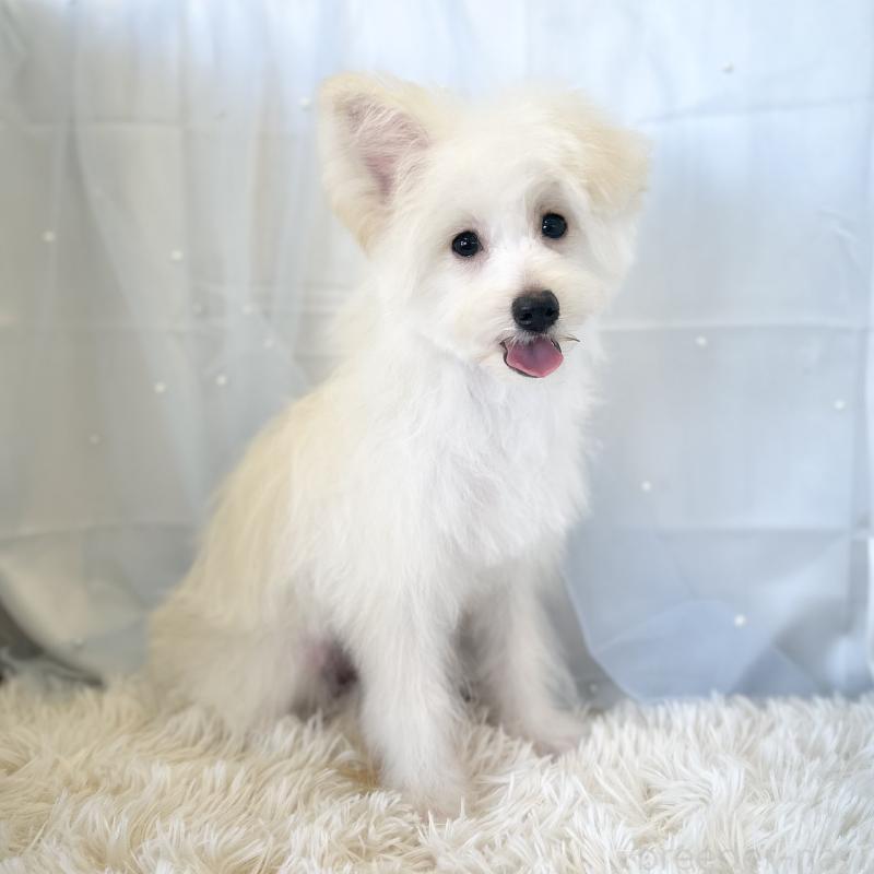 成約済の愛知県のポメプー:ポメラニアン×トイプードル-398192の3枚目