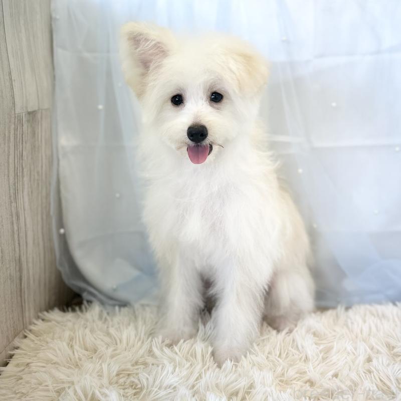 成約済の愛知県のポメプー:ポメラニアン×トイプードル-398192の2枚目