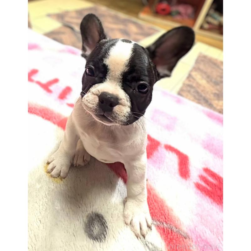 成約済の愛媛県のフレンチブルドッグ-406276の16枚目