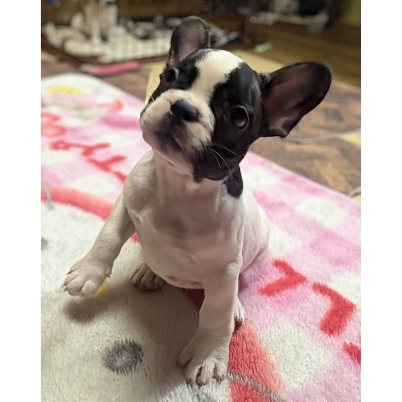 成約済の愛媛県のフレンチブルドッグ-406276の15枚目