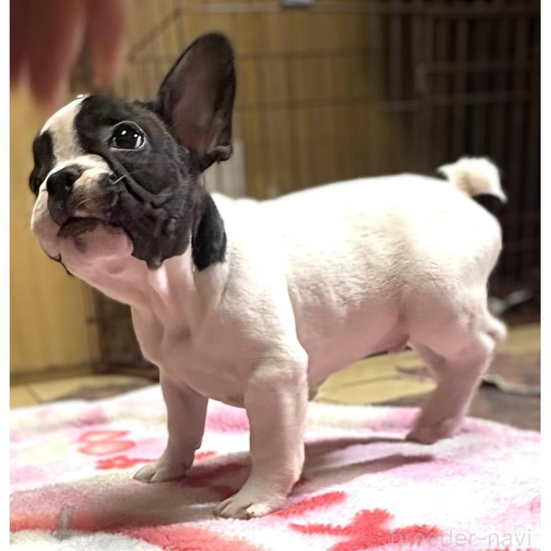 成約済の愛媛県のフレンチブルドッグ-406276の14枚目