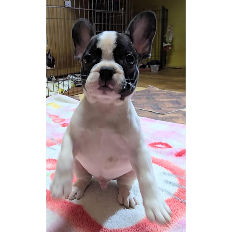 成約済の愛媛県のフレンチブルドッグ-406276の13枚目