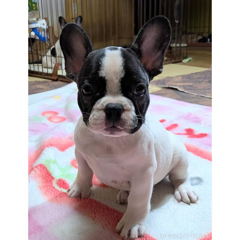 成約済の愛媛県のフレンチブルドッグ-406276の12枚目