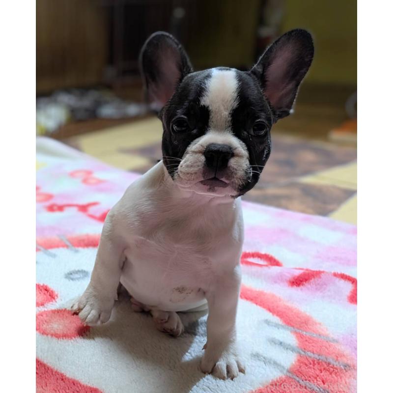 成約済の愛媛県のフレンチブルドッグ-406276の11枚目