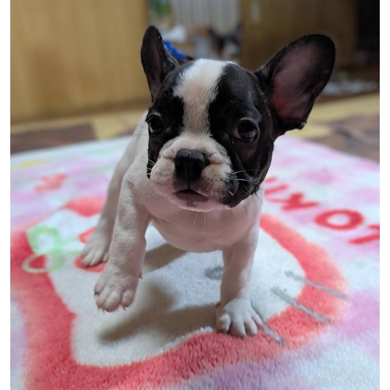 成約済の愛媛県のフレンチブルドッグ-406276の10枚目