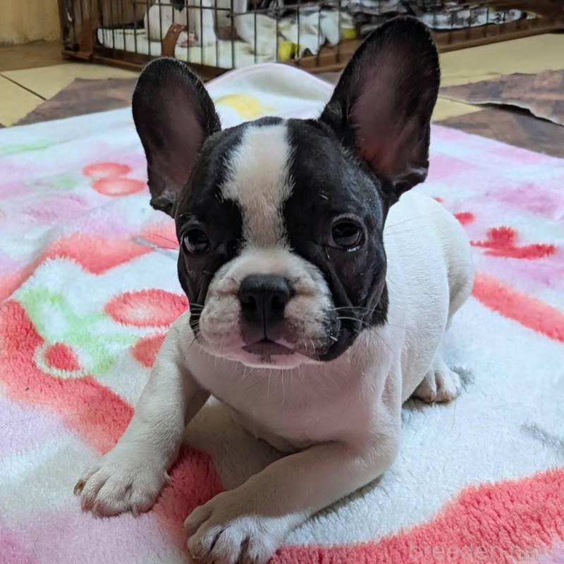 成約済の愛媛県のフレンチブルドッグ-406276の9枚目