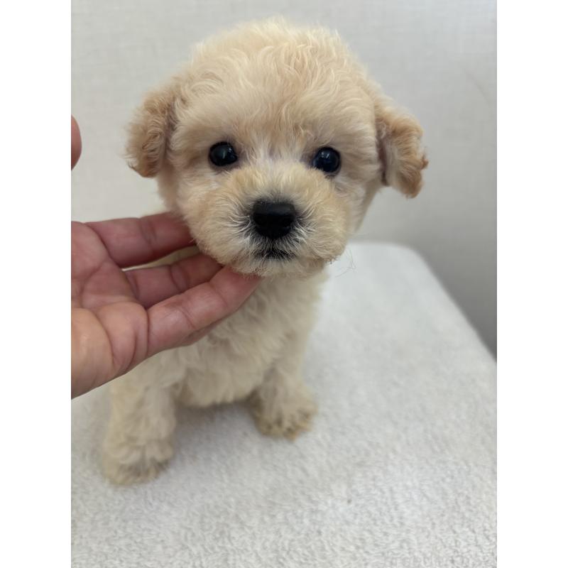 販売中の熊本県のビションプー:ビションフリーゼ×トイプードル-411721の3枚目