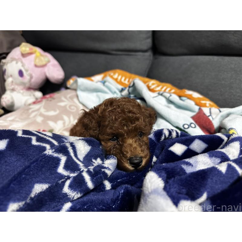 成約済の熊本県のトイプードル-406121の5枚目