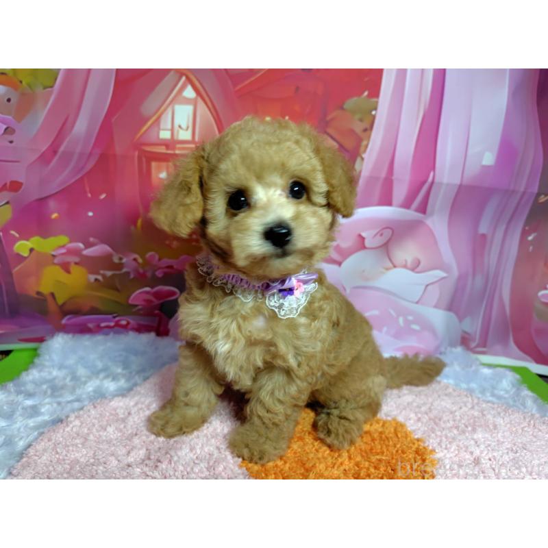 販売中の神奈川県のマルプー:マルチーズ×トイプードル-404068の6枚目