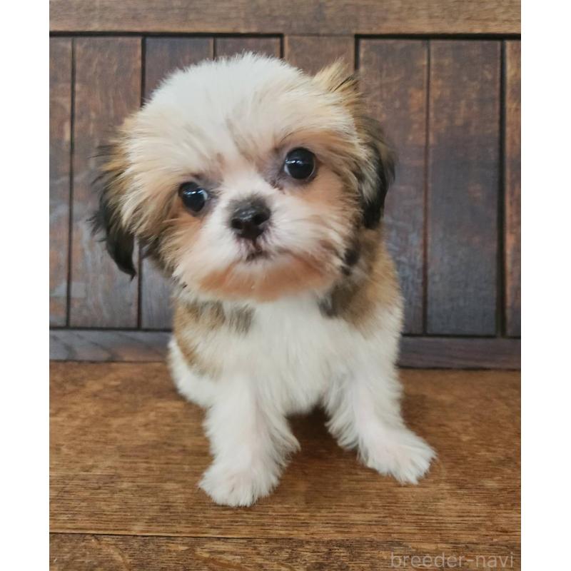 販売中の大阪府のミックス犬-411733の8枚目