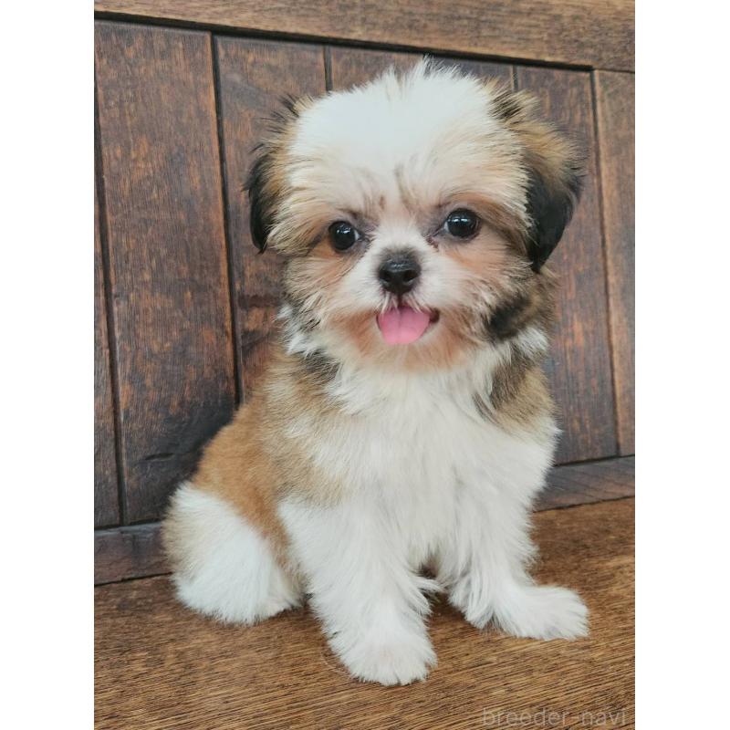 販売中の大阪府のミックス犬-411733の7枚目