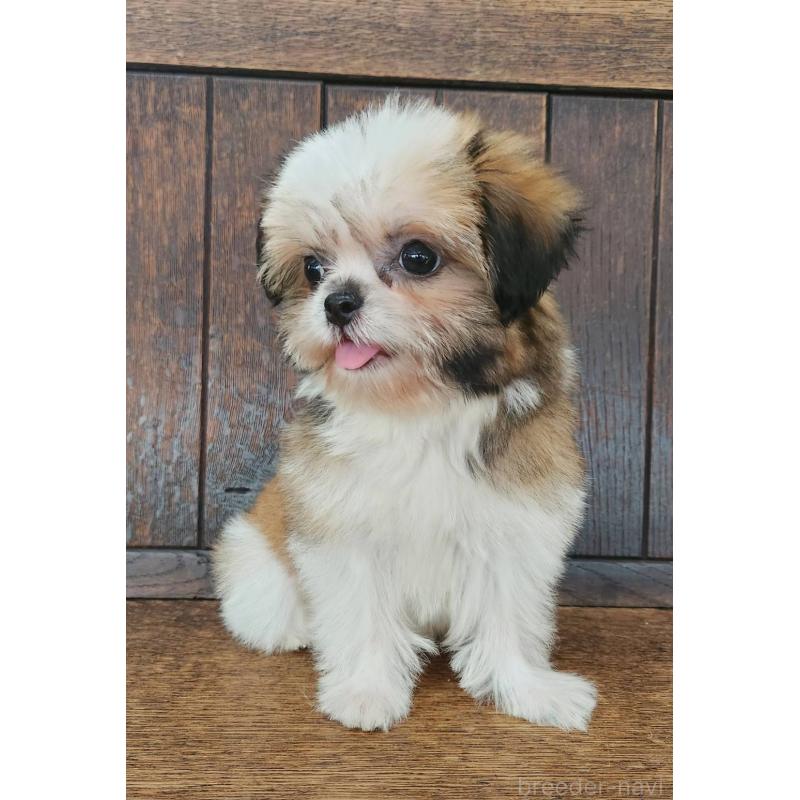販売中の大阪府のミックス犬-411733の6枚目