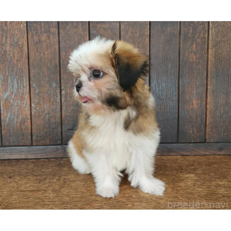 販売中の大阪府のミックス犬-411733の5枚目