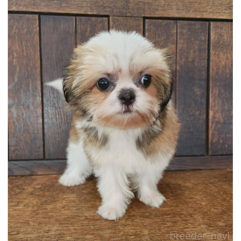 販売中の大阪府のミックス犬-411733の4枚目