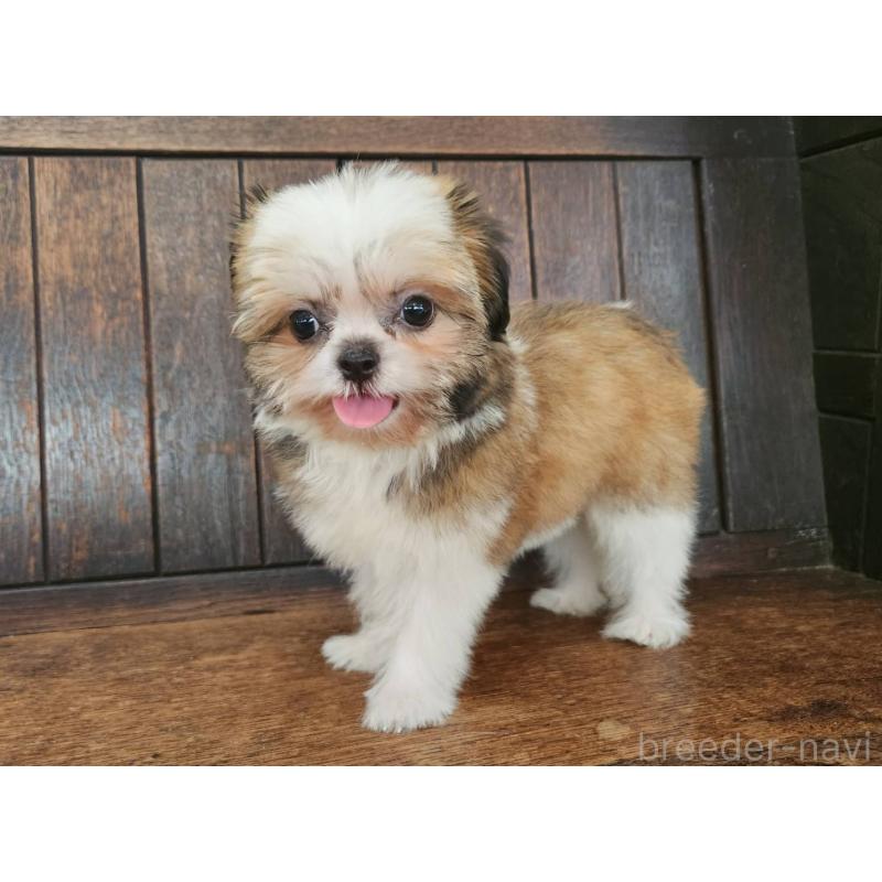販売中の大阪府のミックス犬-411733の3枚目
