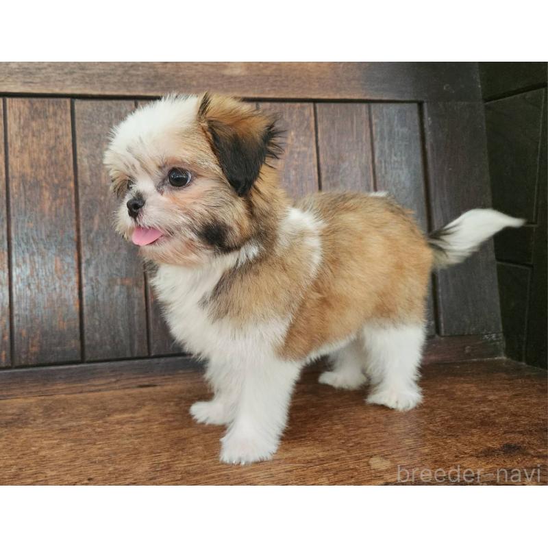 販売中の大阪府のミックス犬-411733の2枚目
