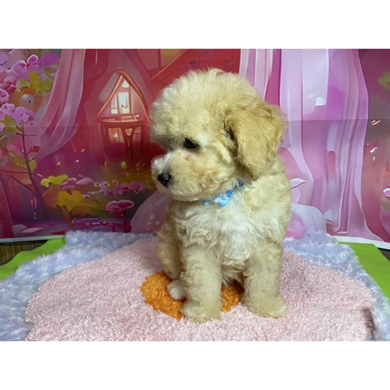 販売中の神奈川県のマルプー:マルチーズ×トイプードル-404066の2枚目