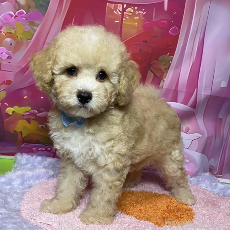 販売中の神奈川県のマルプー:マルチーズ×トイプードル-404066