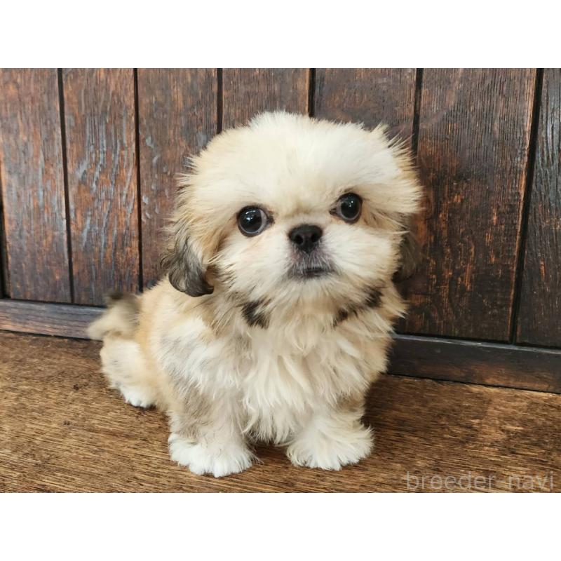 販売中の大阪府のミックス犬-411735の11枚目