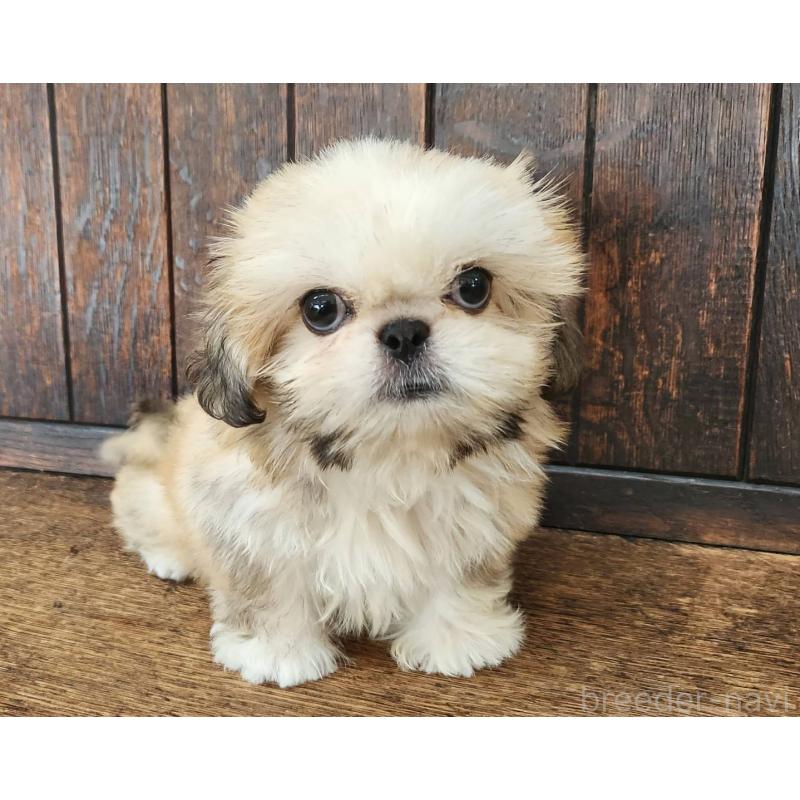 販売中の大阪府のミックス犬-411735の10枚目