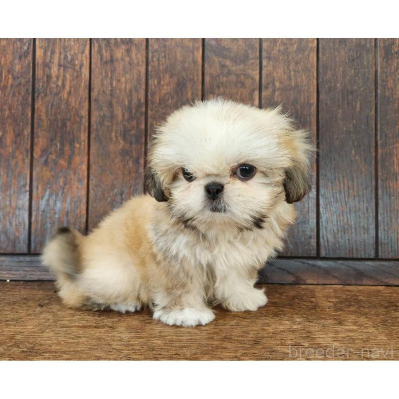 販売中の大阪府のミックス犬-411735の9枚目