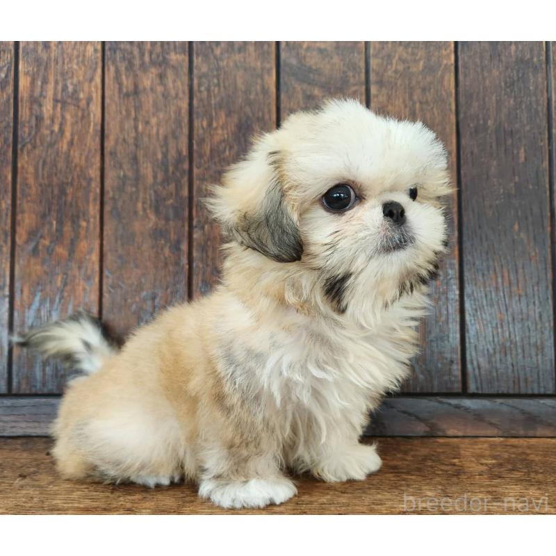 販売中の大阪府のミックス犬-411735の8枚目