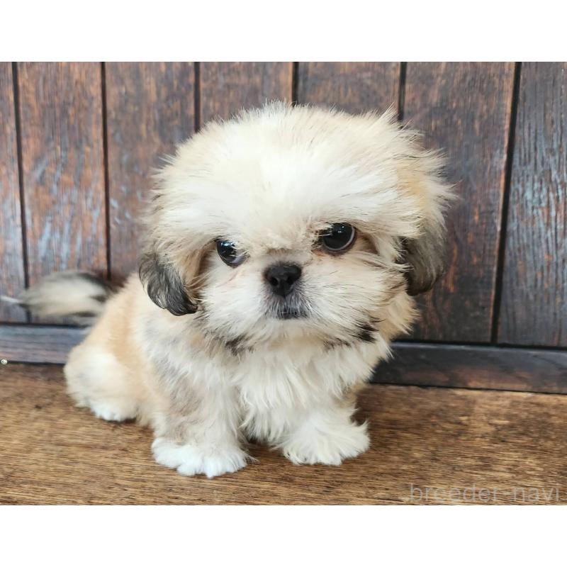 販売中の大阪府のミックス犬-411735の7枚目