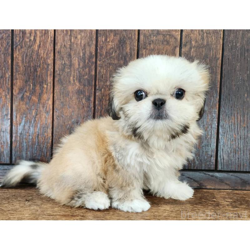 販売中の大阪府のミックス犬-411735の6枚目
