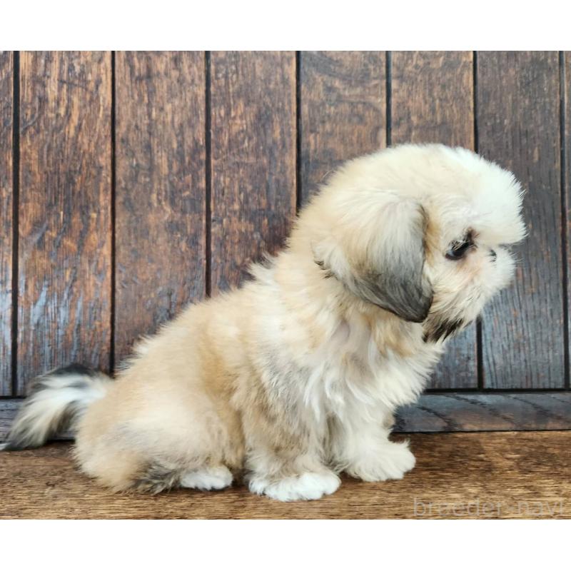 販売中の大阪府のミックス犬-411735の5枚目