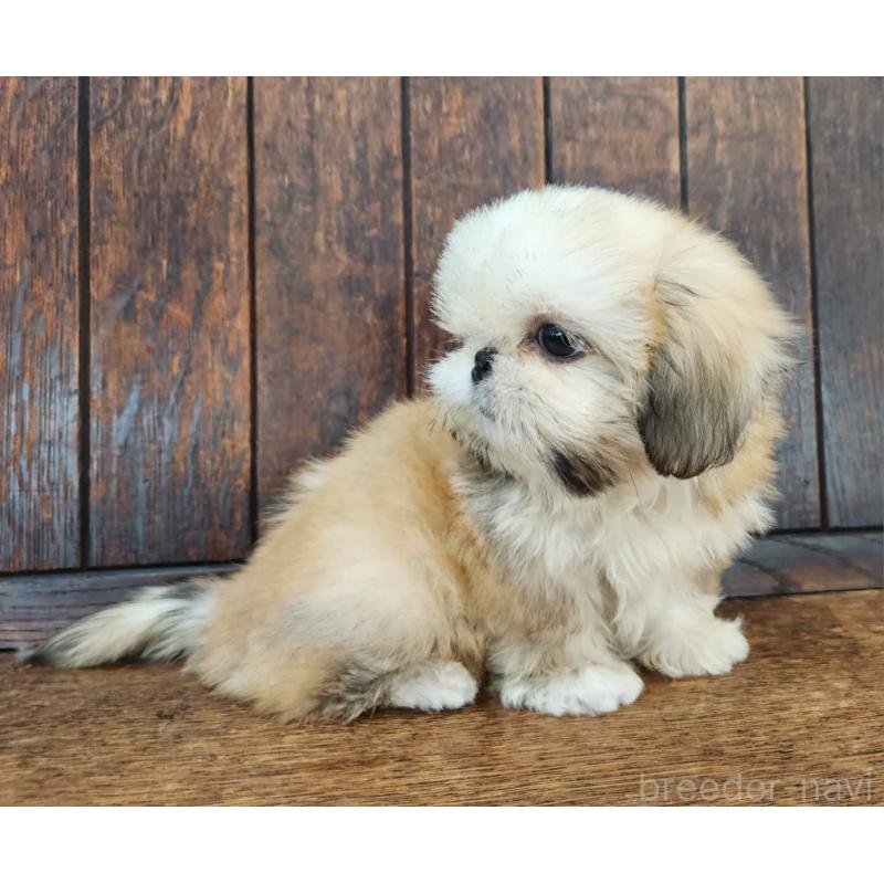 販売中の大阪府のミックス犬-411735の4枚目