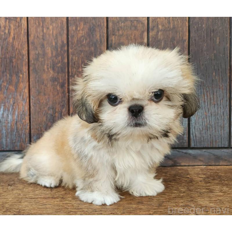 販売中の大阪府のミックス犬-411735の2枚目