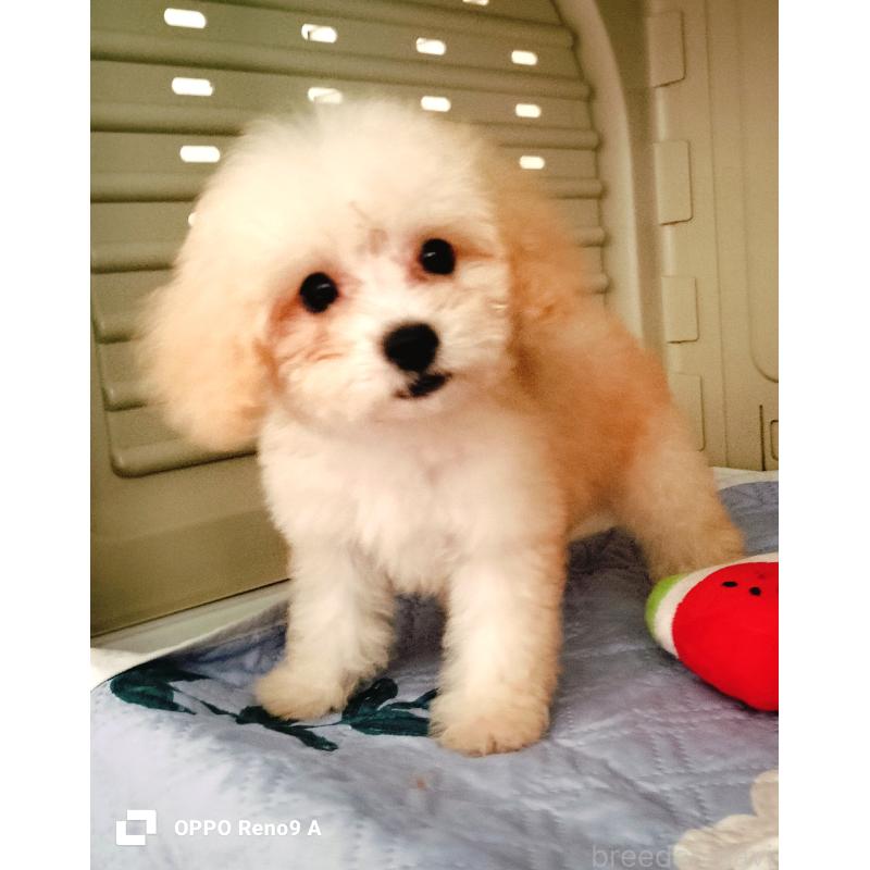 販売中の沖縄県のミックス犬-411739の1枚目