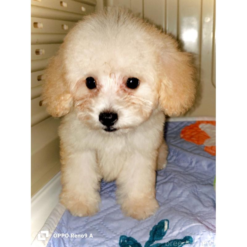 販売中の沖縄県のミックス犬-411739の4枚目