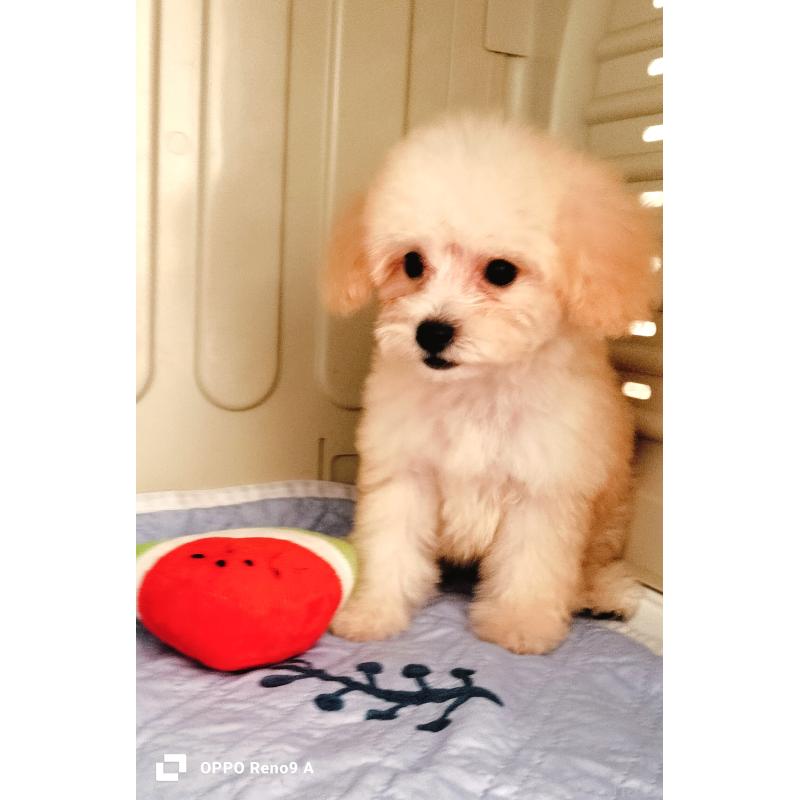 販売中の沖縄県のミックス犬-411739の3枚目